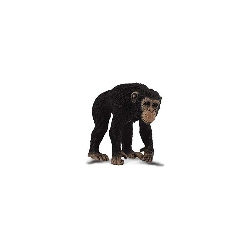 Collecta chimpanc? Hembra